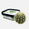 Чайная смесь Indigo Smoke Cactus (Кактус, 100 г)