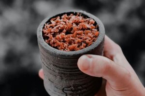 Топ-10 самых популярных вкусов табака для кальяна